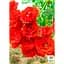 Роза почвопокровная Agro-Market Scarlet 1 шт. в упаковке (24153) - миниатюра 2