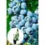 Саджанець Agro-Market Лохина (садова чорниця) Блюголд (Bluegold) (ранній термін дозрівання, зимостійкий і стійкий до хвороб сорт) 1 шт. в упаковці (21309) - мініатюра 3