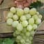 Саджанець Agro-Market Виноград Цитрон Магарача (винний) 1 шт. в пакуванні (38137) - мініатюра 1