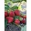 Саженец Agro-Market Клубника Луиза (Louise) 5шт (ремонтантный сорт) (37289) - миниатюра 4