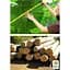 Саженец Agro-Market Павловния для древесины Paulownia Energy (Морозостойкий Superhybrid 33С) (50584) - миниатюра 3