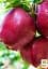 Саженец Agro-Market Яблоня Черный Принц (зимний сорт, средне-поздний срок созревания) 1 шт. в упаковке (71840) - миниатюра 3