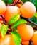 Саженец Agro-Market Слива Любимая Млиева (летний сорт, ранний срок созревания) (39992) 1 шт. в упаковке - миниатюра 2