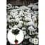 Саджанець Agro-Market Рододендрон на штамбі квітучий 3-х річний Snow Crystal (40-60 см) (62806) из Нидерландов 1 шт. в упаковці - мініатюра 3