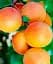 Саджанець Agro-Market Абрикос Фаркло (пізній термін дозрівання) 1 шт. в упаковці (179966) - мініатюра 1