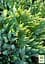 Ялівець лускатий "Gold Tip" контейнер P9 (52069) 1 саджанець - мініатюра 4