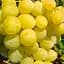 Саджанець Agro-Market Виноград Ванюша (ранньо-середній термін дозрівання, грона дуже великі до 1,5 кг) 1 шт. в пакуванні (25522) - мініатюра 1