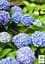 Саджанець Agro-Market Гортензія крупнолиста Forever and ever Blue (64428) - мініатюра 4