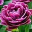 Саджанець Agro-Market Тюльпан Lilac Perfection  3 шт. - мініатюра 1