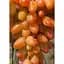 Саженец Agro-Market Виноград Диксон (средний срок созревания, большая ягода, болезнеустойчивость) 1 шт. в упаковке (46999) - миниатюра 1