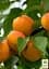 Саженец Agro-Market Абрикос Сюрприз (летний сорт, средний срок созревания) 1 шт. в упаковке (178188) - миниатюра 2