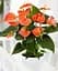 Саджанець Agro-Market Антуріум (Anthurium) Prince of Orange (152866) 1 шт. в упаковці (кімнатний) - мініатюра 2