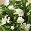 Саженец Agro-Market Гардения жасминовидная The first love (Gardenia jasminoides) (52634) - миниатюра 1