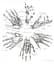 Anatomy for the Artist - миниатюра 7