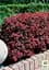 Саджанець Agro-Market Барбарис Тунберга 3-х річний Atropurpurea Nana С3, висота саджанця від 25см (175131) - мініатюра 3