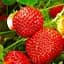 Саджанець Agro-Market Полуниця Полка (пізній термін дозрівання) 5 шт. в пакуванні (23398) - мініатюра 1