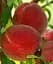 Саджанець Agro-Market Персик Спрінг Хрест 1 шт. в упаковці (25751) - мініатюра 1