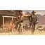 Ключ активації Microsoft Red Dead Online для Xbox One/Series - мініатюра 6