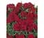 Саджанець Agro-Market Гвоздика Махрова Sunflor Desire (контейнер № 10 висота 10 см) (50331) 1 шт. в упаковці - мініатюра 1