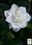 Саженец Agro-Market Гардения жасминовидная Fortune (Gardenia jasminoides) (52633) - миниатюра 2