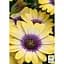 Саженец Agro-Market Остеоспермум Blue Eyed Beauty (контейнер №10 высота 10-20 см) (49087) 1 шт. в упаковке - миниатюра 2