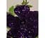 Саженец Agro-Market Петуния Bonnie Mystery Sky (контейнер №10 высота 10-15 см) (64510) 1 шт. в упаковке - миниатюра 1