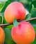 Саженец Agro-Market Абрикос Спринг Блаш (39873) 1 шт. в упаковке - миниатюра 1