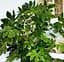 Саженец Agro-Market Фатсия японская Fatsia Japonica (высота 20-30 см) (105548) 1 шт. в упаковке - миниатюра 1