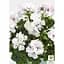 Саженец Agro-Market Пеларгония ампельная Sunflair Eva White (контейнер №10 высота 10-20 см) (52159) 1 шт. в упаковке - миниатюра 2