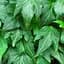 Саженец Agro-Market Плющ Green Ripple контейнер Р9 1 саженец в упаковке (50732) - миниатюра 1