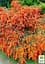 Саженец Agro-Market Пираканта узколистная Orange Glow (48329) - миниатюра 3