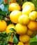 Саджанець Agro-Market Алича Гек (літній сорт, середній термін дозрівання) 1 шт. в упаковці (39993) - мініатюра 1