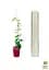 Саженец Agro-Market Клематис 3-х летний My Beauty С2 (61677) - миниатюра 5