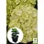 Саженец Agro-Market Гортензия крупнолистовая кудрявая Caipirinha (152207) 1 шт. - миниатюра 4