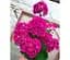Саженец Agro-Market Пеларгония зональная Flower Fairy Berry (180057) 1 шт. в упаковке - миниатюра 1
