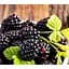 Саджанець Agro-Market Ожина Чорна перлина (Black Pearl) (середньо-ранній термін дозрівання, високоврожайний, солодкий сорт) 1 саджанець (176953) - мініатюра 1