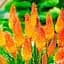 Саженец Agro-Market Книфофия Kniphofia Indiana вазон С2 (115632) - миниатюра 1