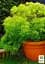 Саженец Agro-Market Клен японский плакучий пальмолистный Emerald Lace (Acer palmatum Emerald Lace) 1 шт. в упаковке (52773) - миниатюра 3