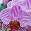 Саженец Agro-Market Орхидея (Phalaenopsis) Tiger (50318) 1 шт. в упаковке (комнатный) - миниатюра 1