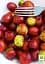 Саженец Agro-Market Зизифус Китайский 2а (средний срок созревания, высокоурожайный сорт) 1 шт. в упаковке (21390) - миниатюра 4