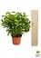 Саженец Agro-Market Фикус Бенджамина (Ficus) Benjamin (50622) - миниатюра 2
