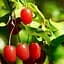 Саджанець Agro-Market Гумі серебристолистий Червоні перли (Red pearl) 1 шт. в пакуванні (25579) - мініатюра 1