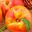 Саджанець Agro-Market Нектарин Бурштиновий (лисий персик) (40029) 1 шт. в упаковці - мініатюра 1