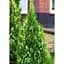 Саджанець Agro-Market Туя західна Smaragd Variegata (ком/сітка) висота 120-140 см 1 шт. в упаковці (184148) - мініатюра 1
