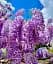Глициния Agro-Market Beautiful landscape фиолетовая 1 саженец в упаковке (38032) - миниатюра 2