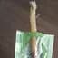 Палочки для чистки зубов и полости рта Miswak Stick As-Salah Мисвак из дерева арак 5 шт - миниатюра 3