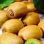 Саженец Agro-Market Киви самоопыляющийся коричневый слегка волокнистый с мякотью изумрудного цвета Милфорд (Milford) (премиальный сорт) (47868) 1 шт. в упаковке - миниатюра 1