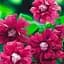 Саджанець Agro-Market Клематис Purpurea plena elegans (16172) - мініатюра 1