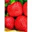 Саджанець Agro-Market Полуниця Портола (Portola) 5шт (ремонтантний високоврожайний сорт, ранній термін дозрівання) (37282) - мініатюра 3