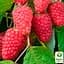 Малина Agro-Market "Марастар" (ремонтантний крупноплідний сорт, французької селекції) 1-річний саджанець (189501) 1 шт в упаковці - мініатюра 1